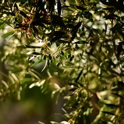 filiera olivicola
