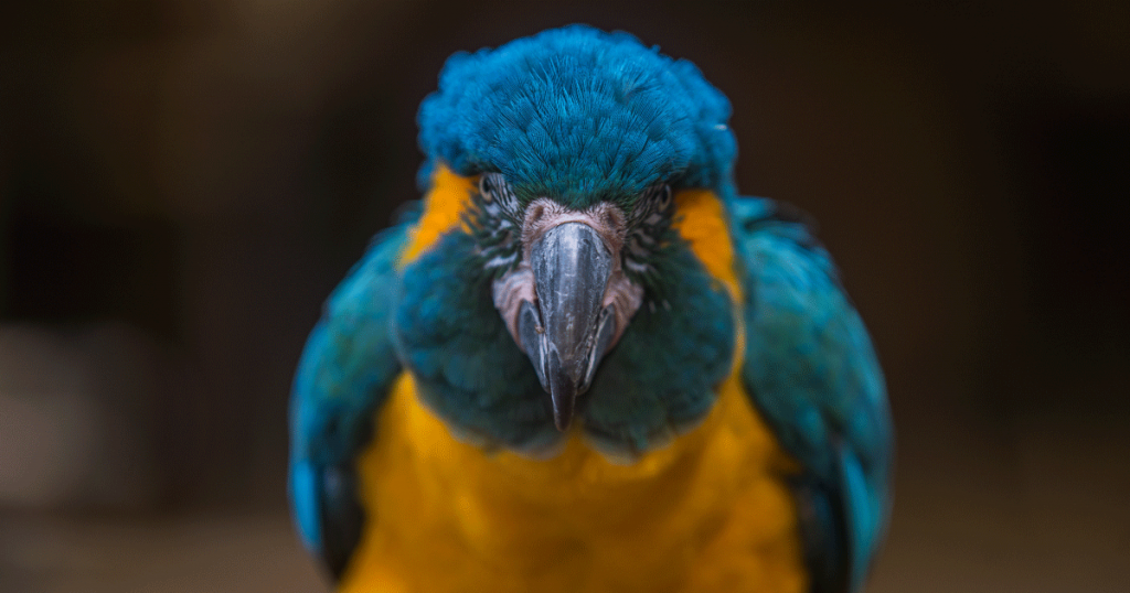 pappagallo giallo e blu
